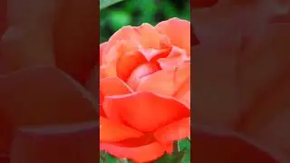 Amazing !