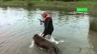 Newfies in Water Training