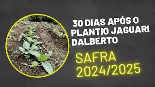 O Que Acontece em 30 Dias com o Plantio do Tabaco Jaguari?