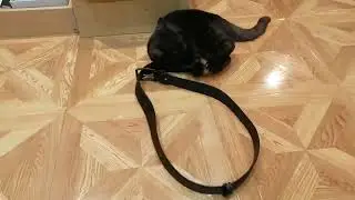 Етишкин кот, ложится в круг.