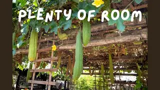 Vertical Gardening Hacks for Tiny Spaces!