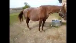 horsey and donkey