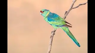 Bird Photography Using Swag as Hide! (Idalia NP) D500 & Sigma 150-600mm