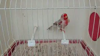 Topacio Rojo Mosaico M 22 -22 ( seleccionando para cria )