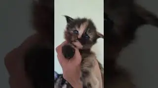 Малышка мейн-кун #домашниеживотные #котята #котенок#котятамейнкун #mainecoon #kitten #мейнкуны