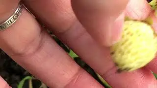 Клубника  ремантантная ,Утро На Даче