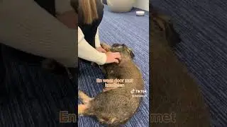 Een dag in het leven van Kantoorhond Sammy