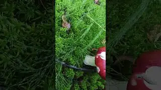 КАК ЗВАТЬ ЭТОГО КРАСАВЧИКА!?