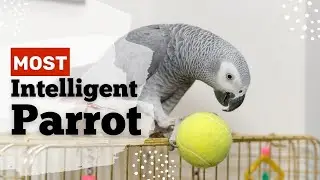 Natural Habitat Temperament and Personality About African Grey Parrots - Encyclopedia About Animals