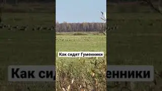 Как сидят гуси Гуменники! 