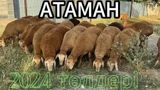 АТАМАННЫҢ 2024 төлдері САТЫЛАДЫ +77788294888