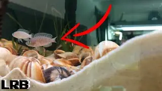 Shell Dwellers Neolamprologus Multifasciatus Shellies Breeding and Keeping Care