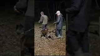 Dutch Shepherd BOZ