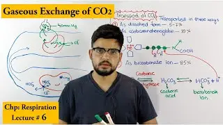 Transport of CO2 | Mechanism of Transport of respiratory gases |