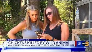 Chesterfield woman devastated after wild animal kills chickens