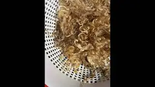 Beginners Guide to prepping  greasy Locks | fibre processing