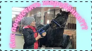 HOW TO CLEAN A FOAL???