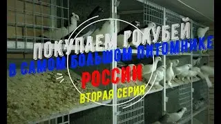Episode 2: Buying pigeons from Russia's largest breeding center