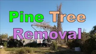 No. 1267 – Pine Tree Removal Across The Street