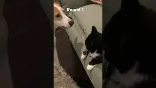 Round 1 Cat (Bruce) vs Dog (Lola)