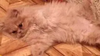 Пушачка
