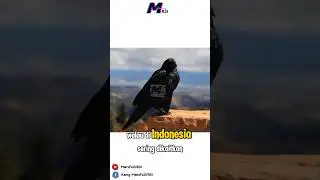 Gagak | Si Cerdik yang sering dianggap pembawa sial #shorts #viral #manifullasi #fyp