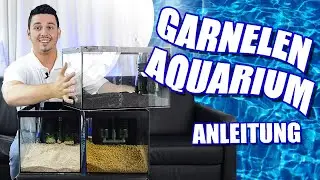 SCHLICHT UND EFFIZIENT | Super simples und günstiges Aquarium für Zwerggarnelen - Anleitung