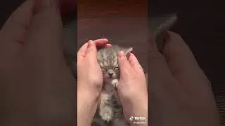 çok tatlı yavru kedi...#shorts #komikkedivideoları #serserikeditv