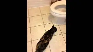 El gatito se  basila a la mamá gata Tinito hijo mamá Gata Ruby
