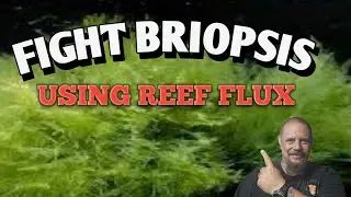 Fighting Bryopsis With Reef Flux | Stronger Then You Think 🤔