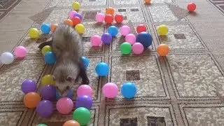 Хорек играет дома!!! Хорек играет видео!!! Хорек играет!!!  Хорек бесится!!! Ferrets playing!!!