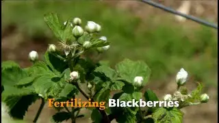Fertilizing Blackberries