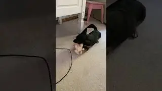 Play time! #chorkie #dog #clover #dancesong #cat #cutepuppy #dancesongs #blowup #puppy #play