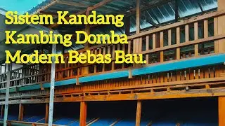 KANDANG KAMBING DOMBA MODERN BEBAS BAU ‼️ 