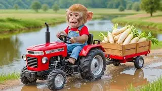 Bebé mono NiNi conduce un tractor para cosechar tomates y descubre a un ladrón en su propio jardín.