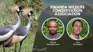 Protecting Grey-Crowned Cranes in Rwanda | Wildlife Conservation Expo