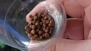 FEEDING TIME.