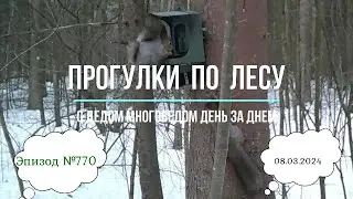 Прогулки по лесу. День за днем с дедом Многоведом. 8 марта 2024г. Эпизод 770.