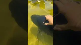 MANSINHO #pescador #pescaesportiva #pescaria #tambaqui