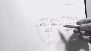Front face proportions