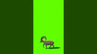 green screen video
