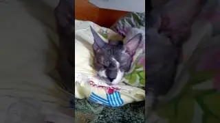 Вискас