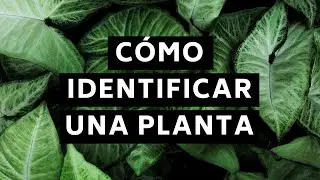 Cómo identificar plantas 🌿 Descubrir el nombre científico con aplicaciones gratuitas 🌴