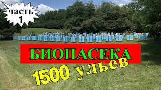 БИОПАСЕКА И 1500 УЛЬЕВ ЗА СЕЗОН/На пасеке Андрея Бодяна 2019