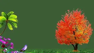 Nature Green Screen/Green Screen Background/Bird Green Screen/Tree Green Screen/Green Screen Effects