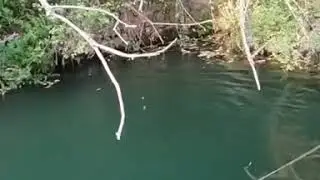 Giant catfish live attack
