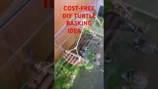 COST FREE TURTLE BASKING IDEA 🐢 #diy #aquarium #redearsliderturtle