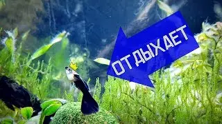 ГУППИ