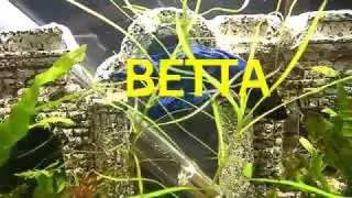 Betta splendens