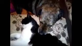 Приколы с животными / Дик и Тим